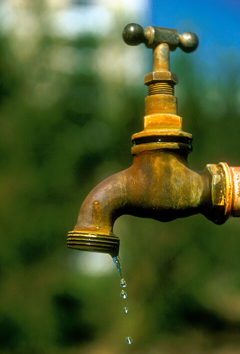 Leaking faucets attract ants