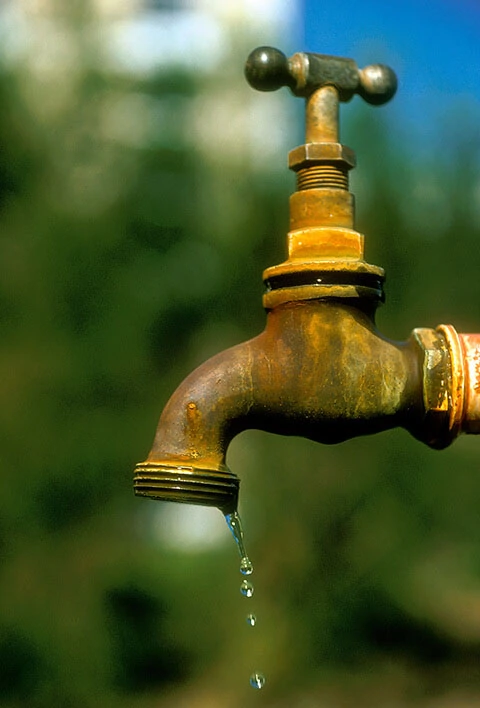 Leaking faucets attract ants
