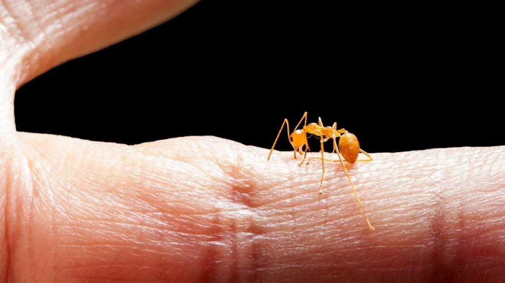 Fire ant biting  human