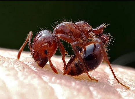 Fire ant biting and stinging