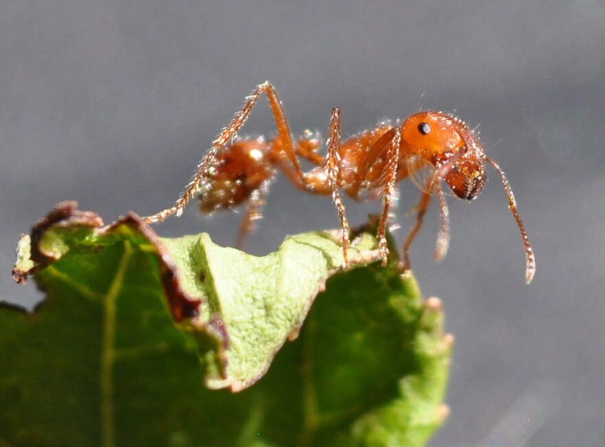 Fire ant closeup

