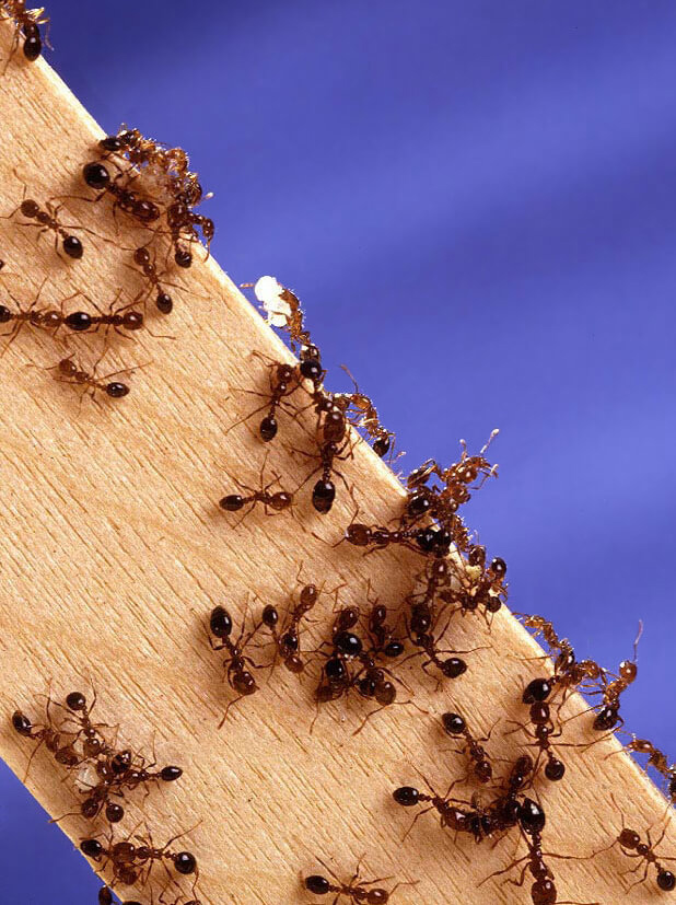Carpenter ants chew on wood