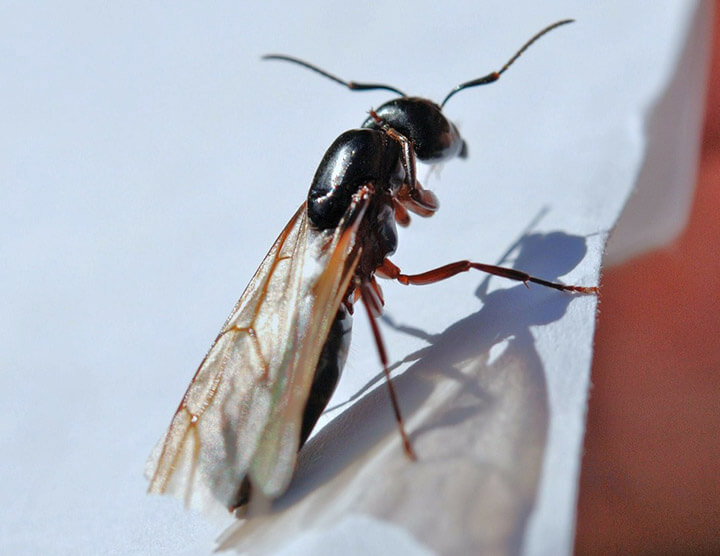 male worker ant with wings