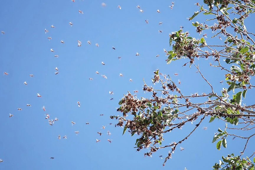 swarming ants