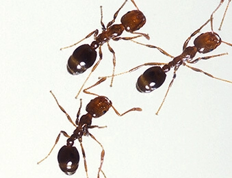 Fire Ants