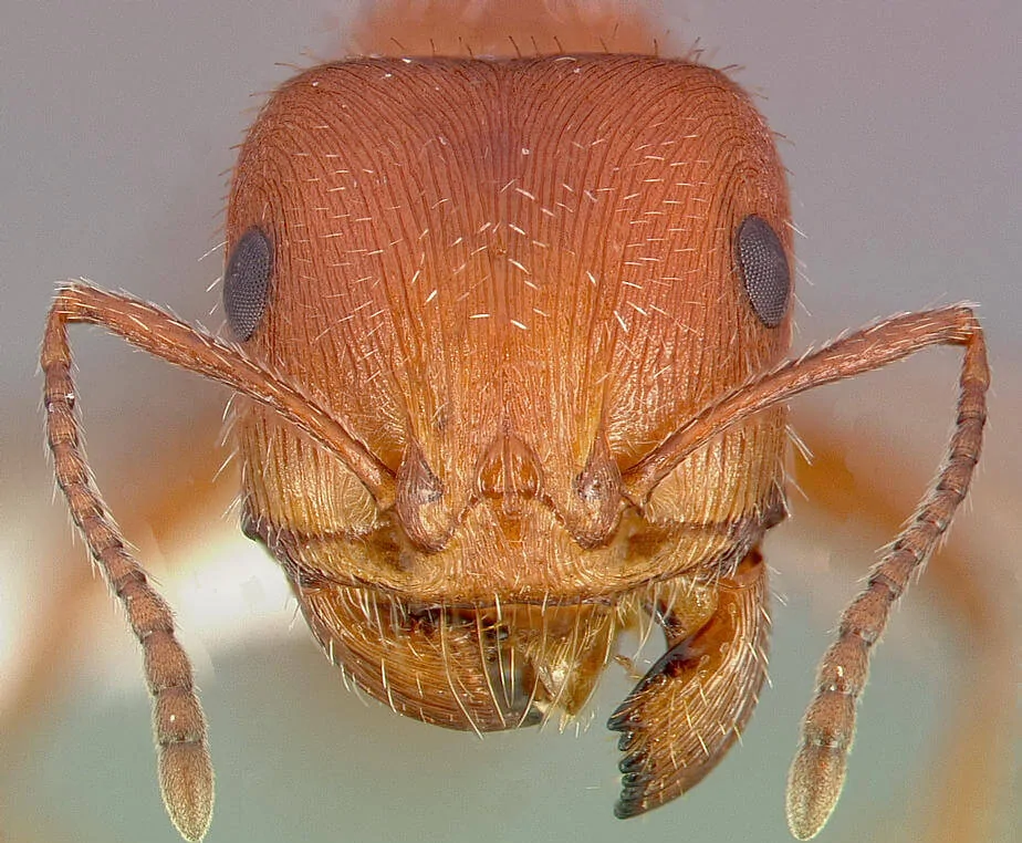 microscope photo Maricopa Harvester Ant