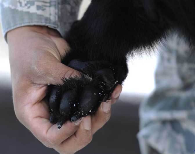 Fire ants between paw pads