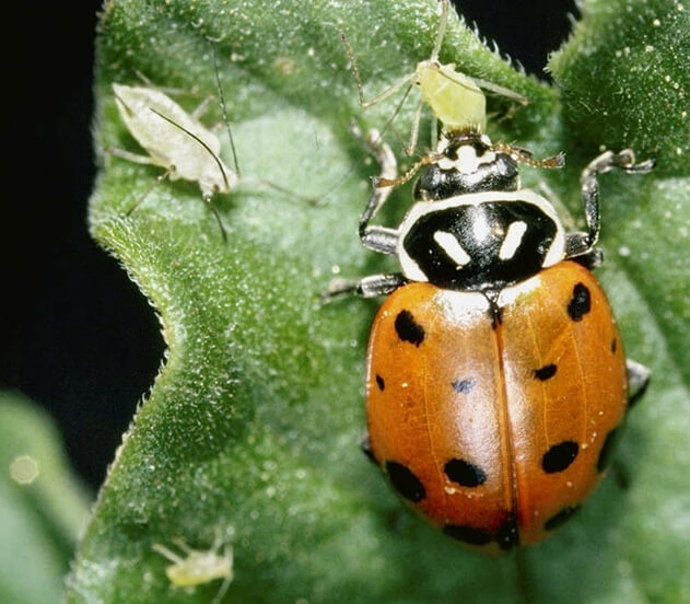 Ladybugs provide natural pest control