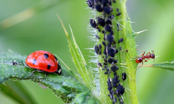 Ladybug eating aphids