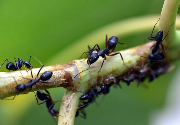 Moisture ants