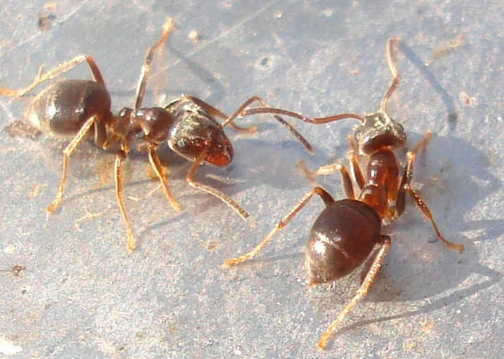 Moisture Ants