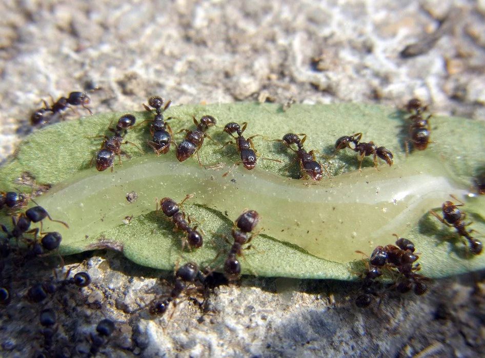 pavement ants on a leaf