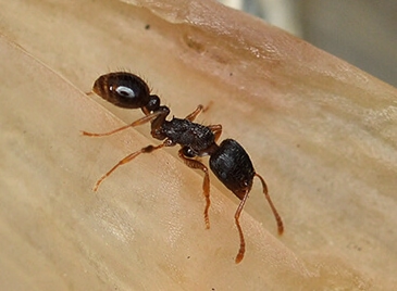 Pavement Ant