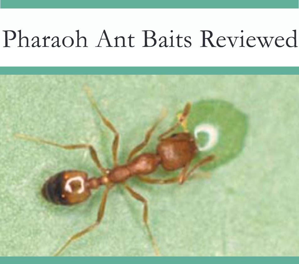 Best Baits to get rid of Pharao Ants reviewed