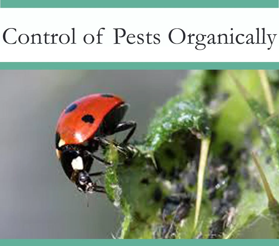 Eco Friendly Pest control