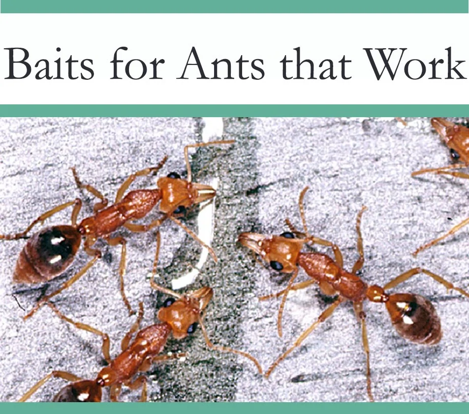 Bait for Ants
