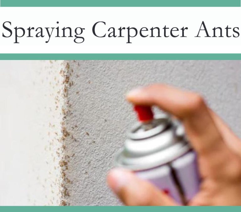 Best Spray for Carpenter Ants The Pest Advice