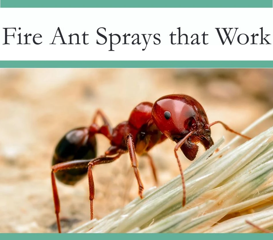 Best Spray to get rid of Fire Ants