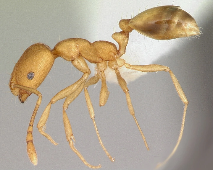 Pharaoh Ant