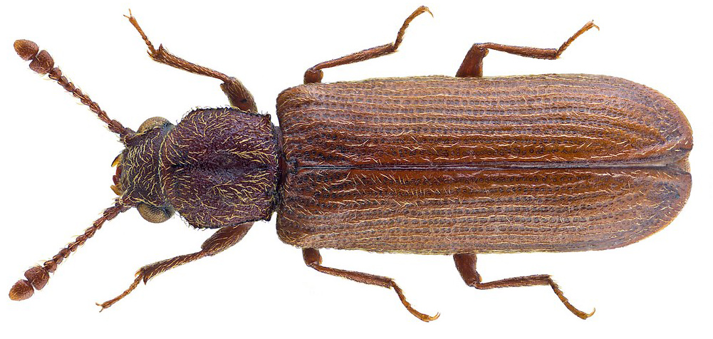 Powderpost Beetle