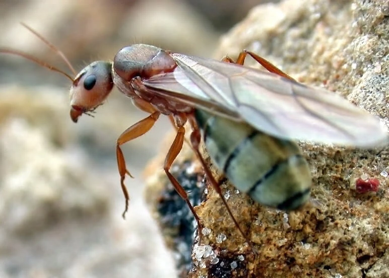 Reproductive carpenter ant with wings