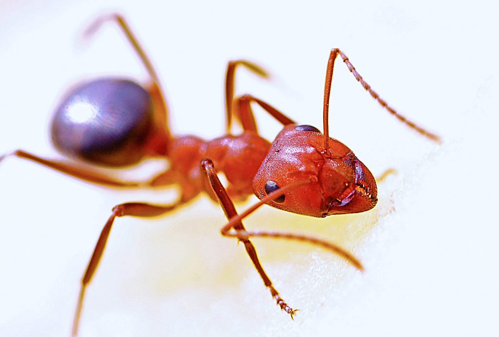 Adult fire ant stage