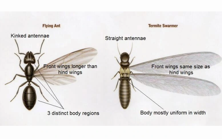 Identify Flying ants vs Termite Swarmers
