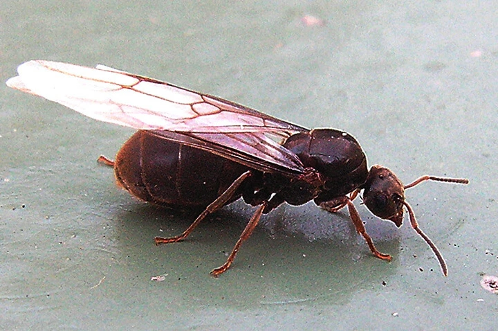 Flying black ant