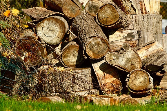 Large wood pile attracts ants