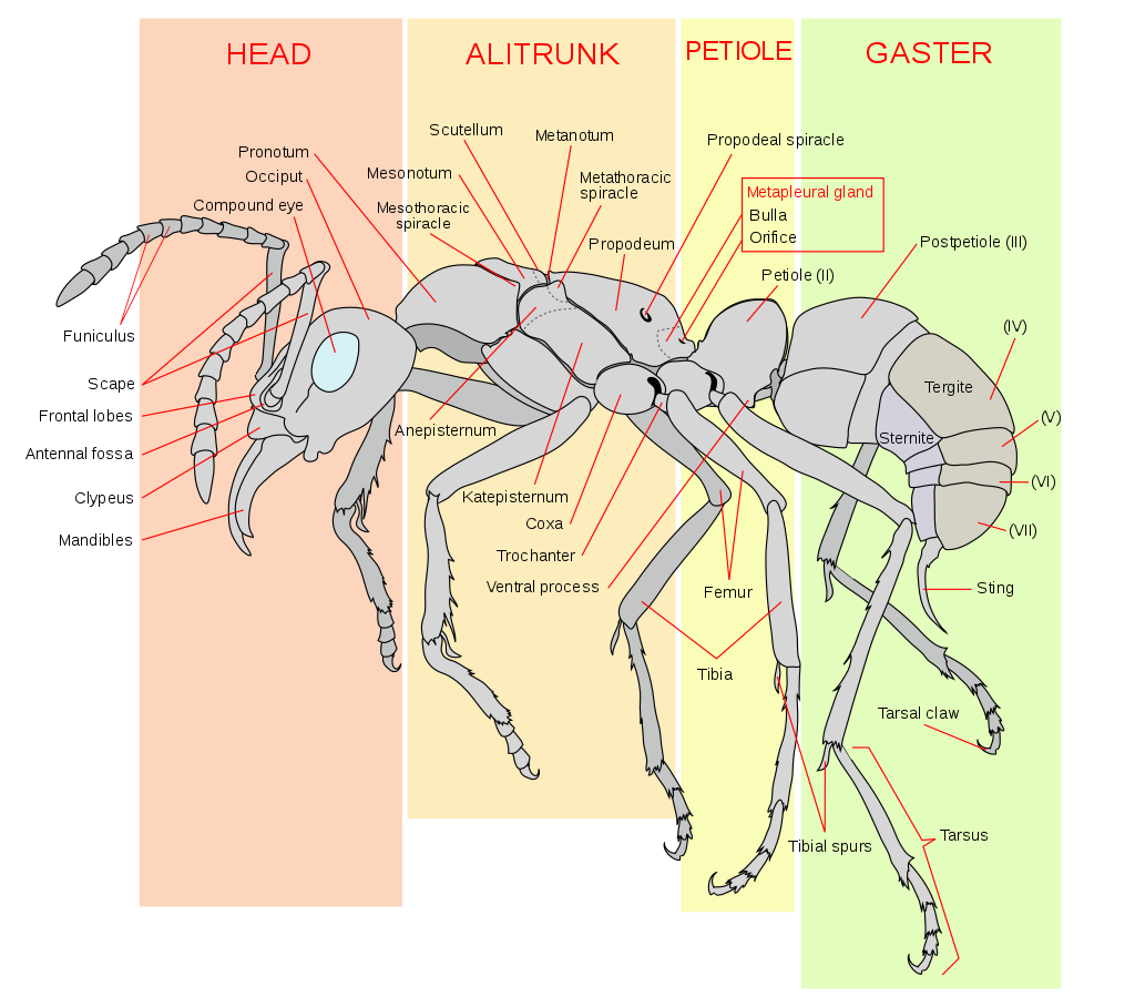 Odorous House Ant ID Card