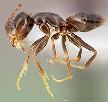 Odorous house ants