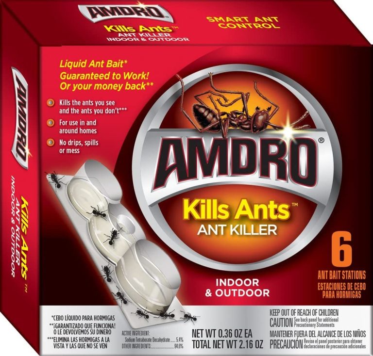 How to Get Rid of Grease Ants The Pest Advice