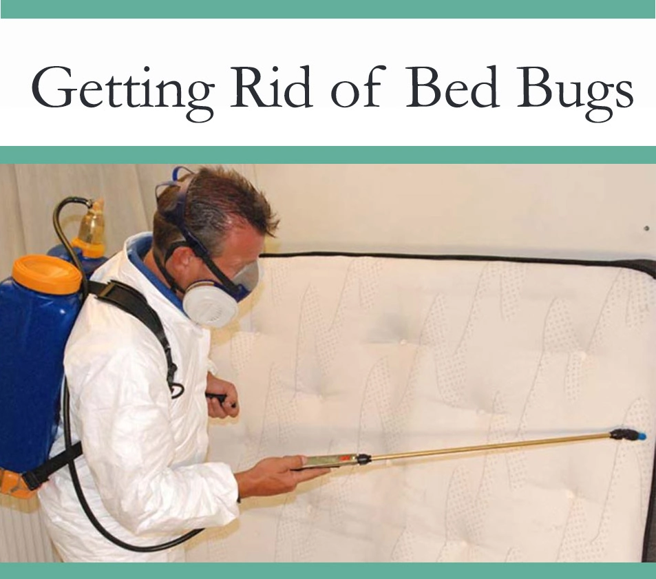 Controlling Bedbugs