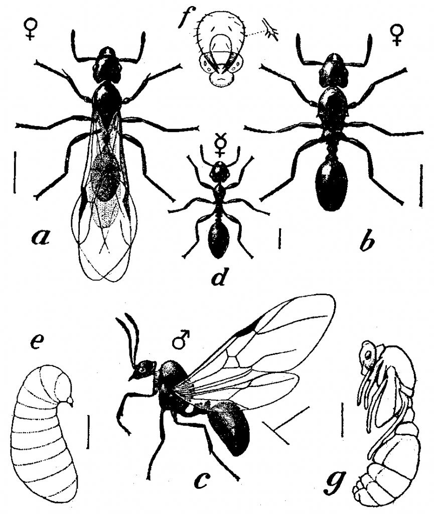 Pavement Ant Life Stages