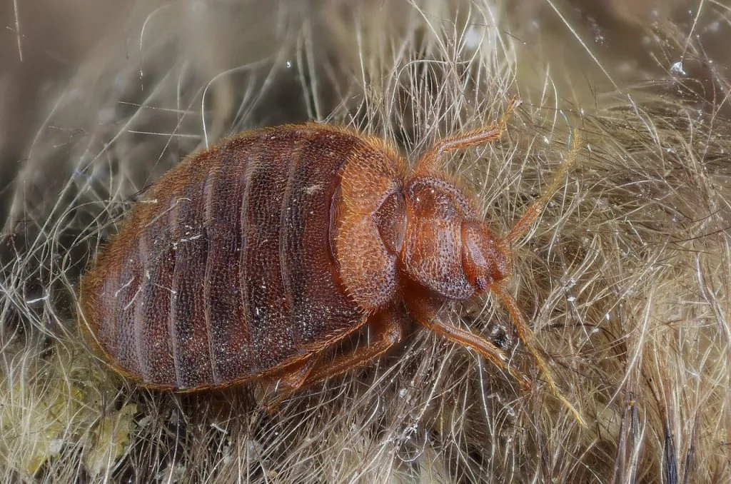 Adult Bed Bug looking for food