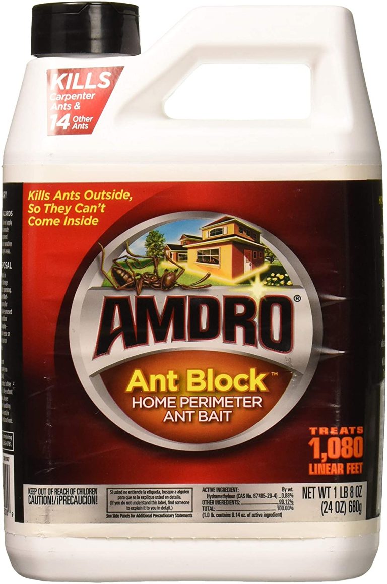 How to Get Rid of Grease Ants The Pest Advice