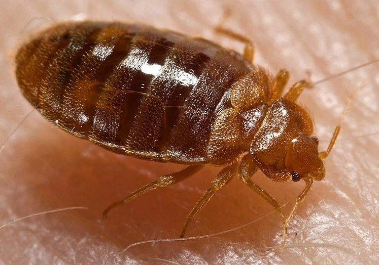 Closeup of an Adult Bed Bug