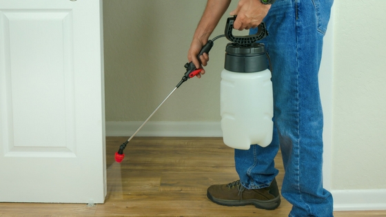 Spraying insecticides or pesticides against indoor bedbugs