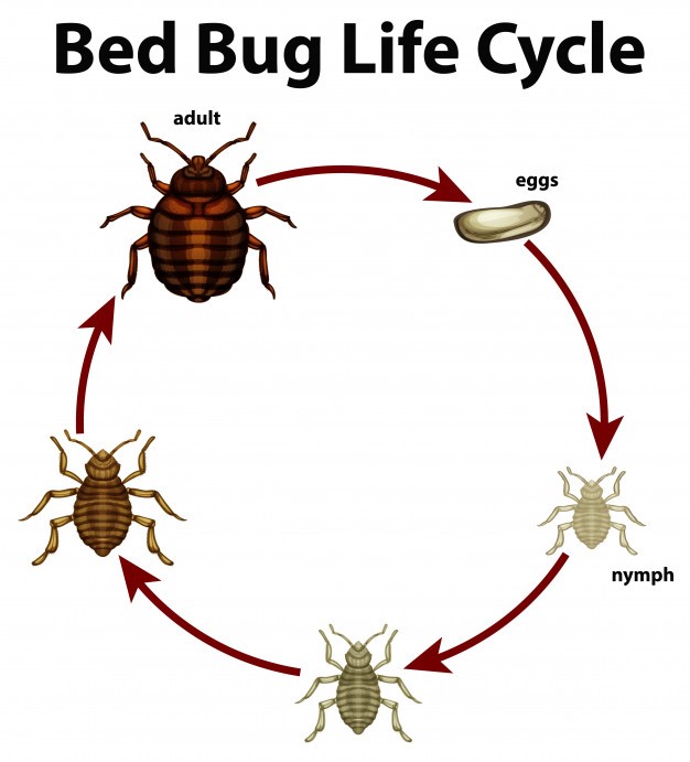 Diagram showing life cycle of bed bug 