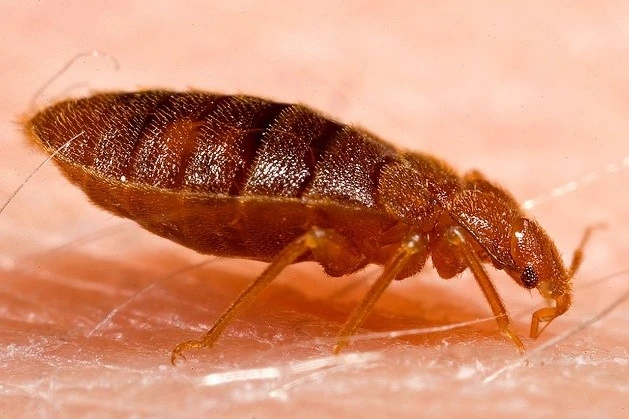 Adult bed bug side view