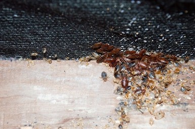 Infestation of bed bugs
