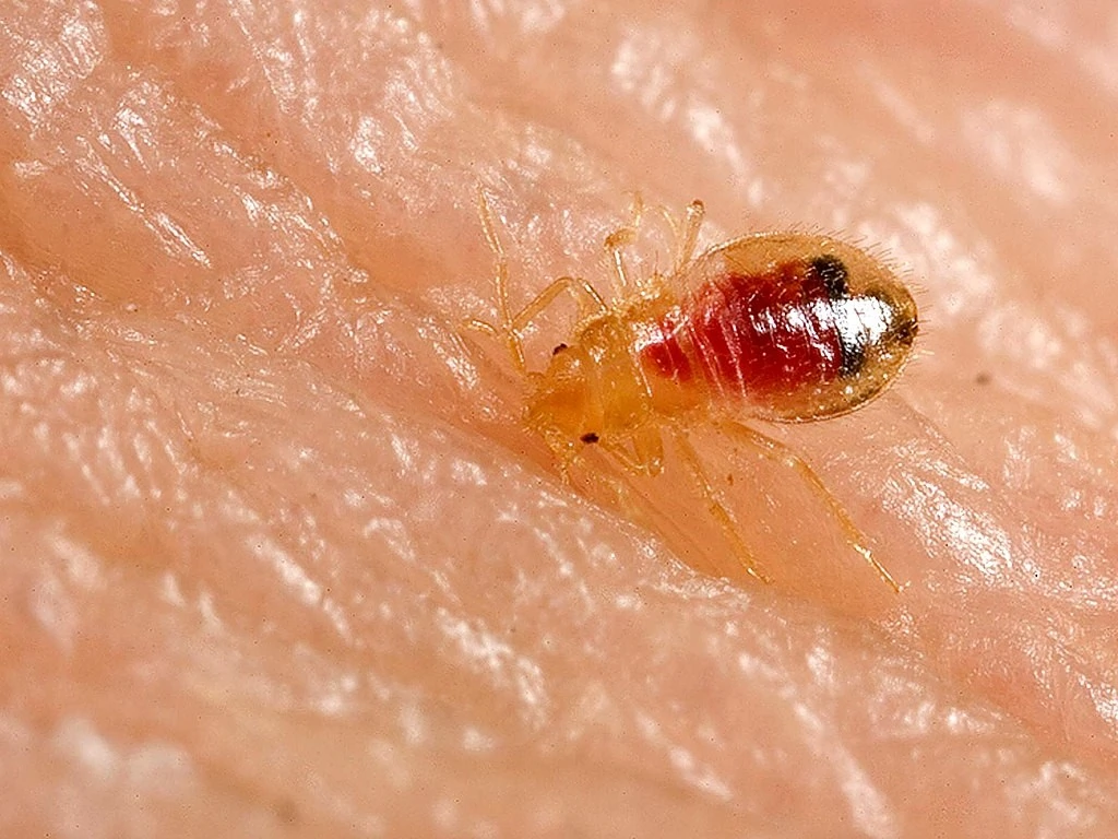 Bed bug Nymph biting into human skin
