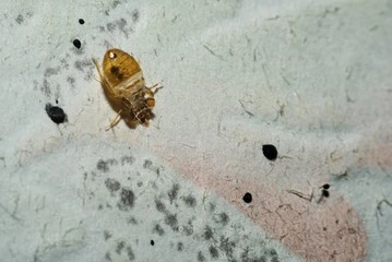 Dead cimicidae. Bed bug home macro on the wall