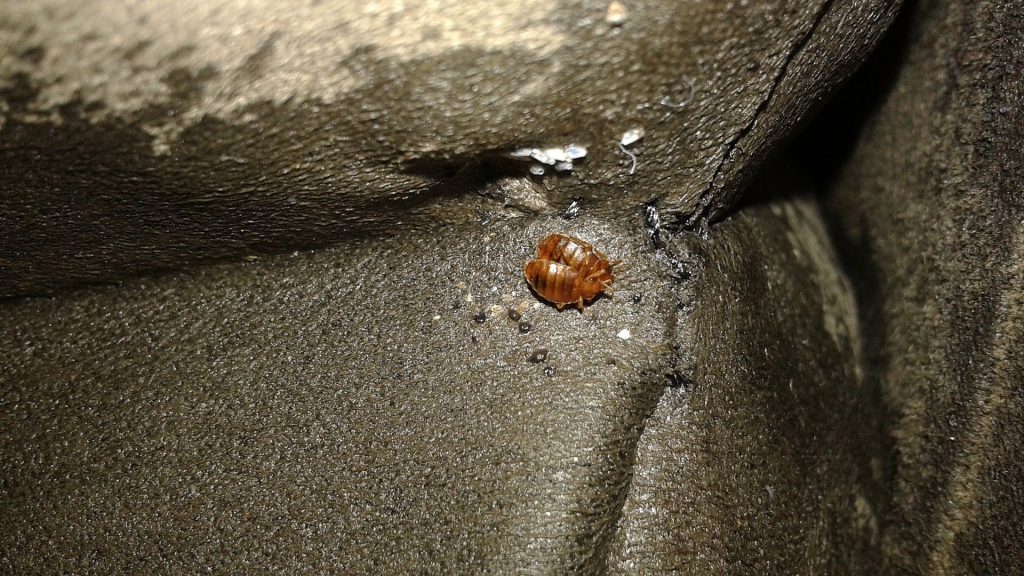 Bed bug bites symptoms and treatments the pest advice