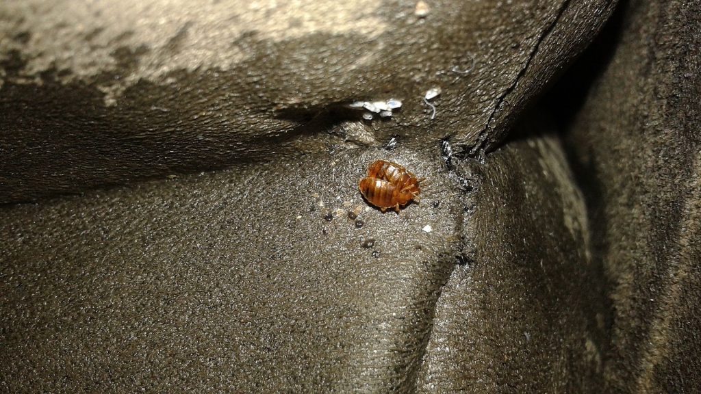 Bed Bug Bites Symptoms And Treatments The Pest Advice