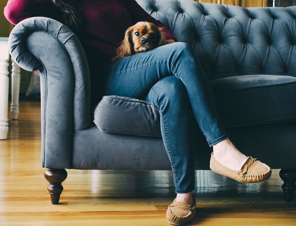 Bed bugs living on a Couch feeding from dog