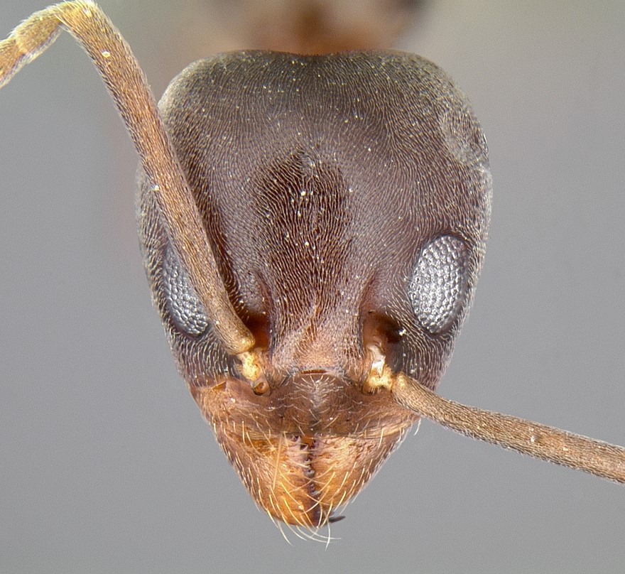 How to Get Rid of Argentine Ants The Pest Advice