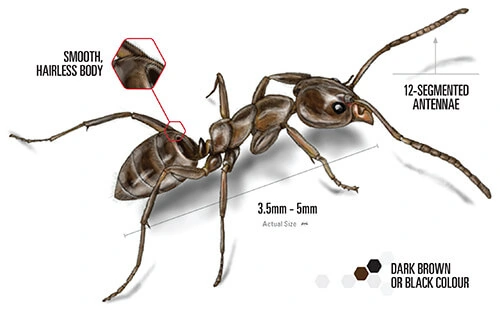 Argentine Ant closeup