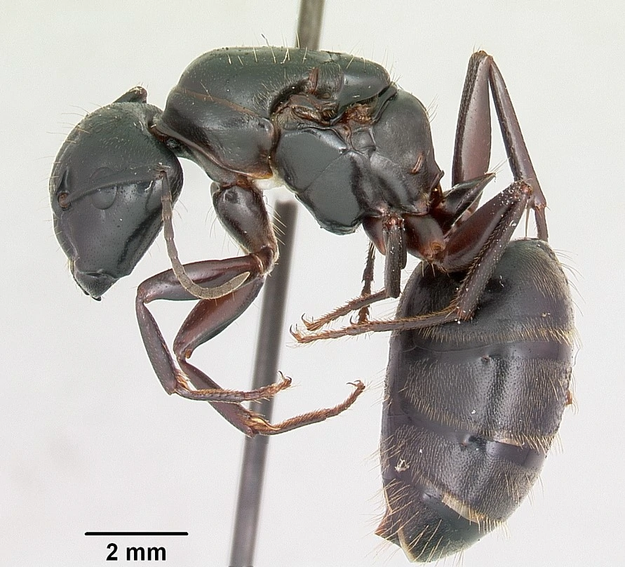 Carpenter Ant