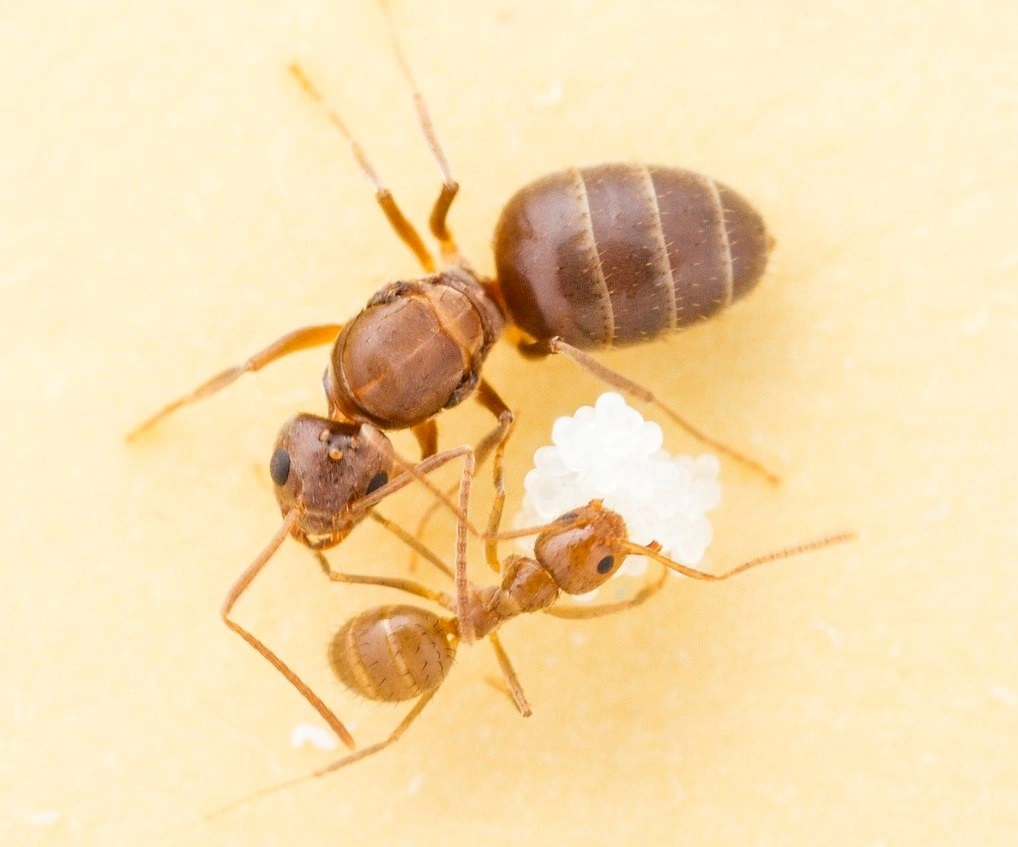 How to Get Rid of Crazy Ants - The Pest Advice